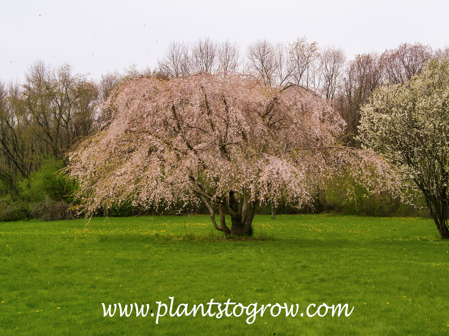 Weeping Higan Cherry (Prunus subhiryella var pendula)
When I took this picture, I had been coming to these gardens for close to 30 years, and I finally wandered down the long hill to take a closer look at this tree. (May 5)
